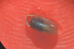 Bathyomphalus contortus