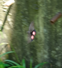 Phyllodes consobrina