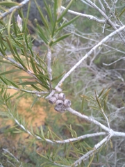 Melaleuca capitata