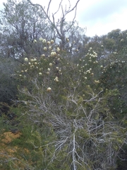 Melaleuca capitata