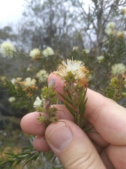 Melaleuca capitata