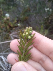 Melaleuca capitata