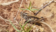 Acorypha decisa
