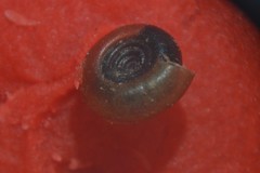 Bathyomphalus contortus