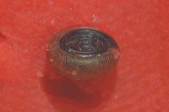 Bathyomphalus contortus