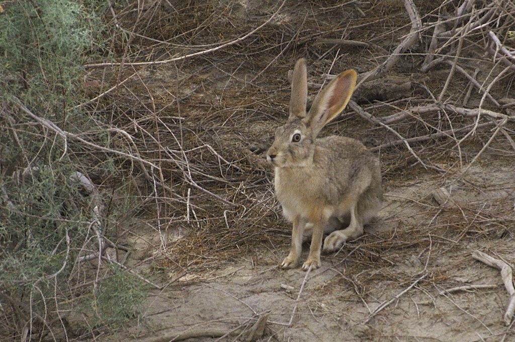 Yarkand Hare