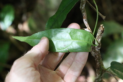 Aristolochia laheyana