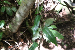 Aristolochia laheyana