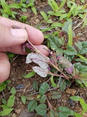 Boerhavia dominii