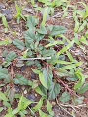 Boerhavia dominii