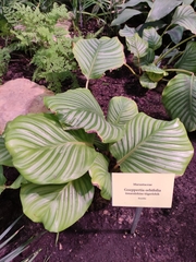 Goeppertia orbifolia