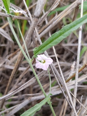 Convolvulus erubescens