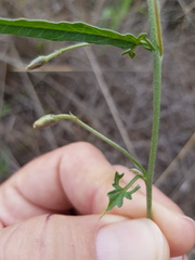 Convolvulus erubescens