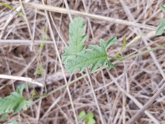 Convolvulus erubescens