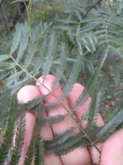 Acacia filicifolia