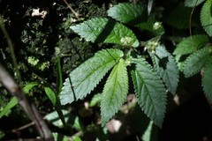 Elatostema stipitatum