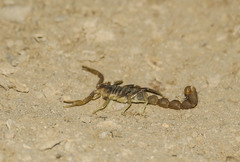 Parabuthus brevimanus
