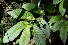 Elatostema stipitatum