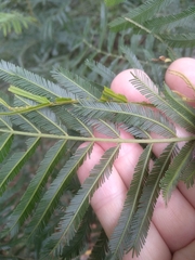 Acacia filicifolia