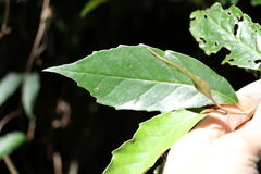 Argophyllum nullumense