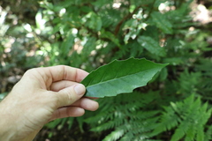 Argophyllum nullumense