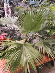 Brahea edulis
