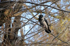 Corvus cornix