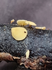 Hymenoscyphus salicellus