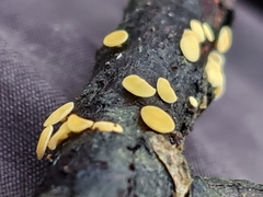 Hymenoscyphus salicellus