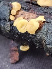 Hymenoscyphus salicellus