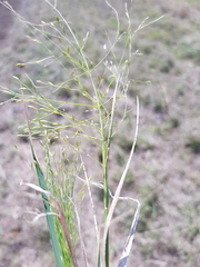 Panicum queenslandicum