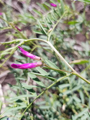 Vicia monantha