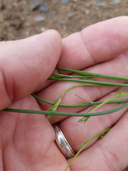 Wahlenbergia capillaris