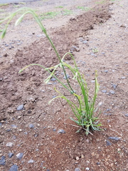 Wahlenbergia capillaris