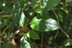 Cryptocarya erythroxylon