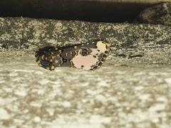 Polytelodes florifera