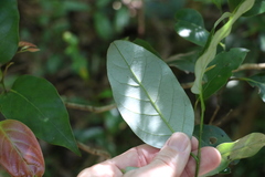 Cryptocarya erythroxylon