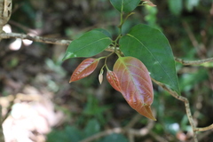 Cryptocarya erythroxylon