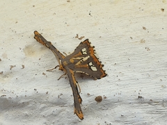 Coenina poecilaria