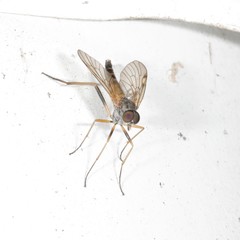 Rhagio maculatus