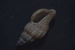 Cyrillia linearis