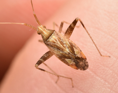 Phytocoris varipes