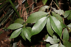 Cyclophyllum longipetalum