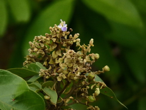 Vitex pinnata (Vitex pinnata)