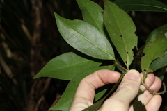 Cyclophyllum longipetalum