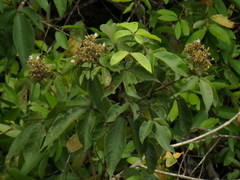 Vitex pinnata