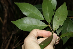 Cyclophyllum longipetalum