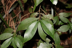 Cyclophyllum longipetalum