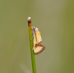 Aristeis chrysoteuches