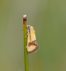 Aristeis chrysoteuches